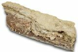 Dinosaur (Edmontosaurus) Rib Bone in Sandstone - Wyoming #265527-1